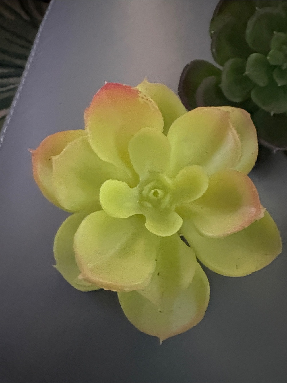 Artificial Succulent Trio - Green, Lime & Burgundy Home Accent clip - Picture 3 of 6
